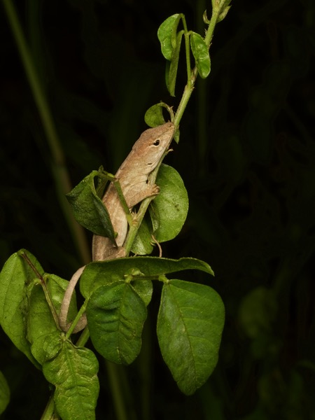 Cuban Brown Anole (Anolis sagrei sagrei)