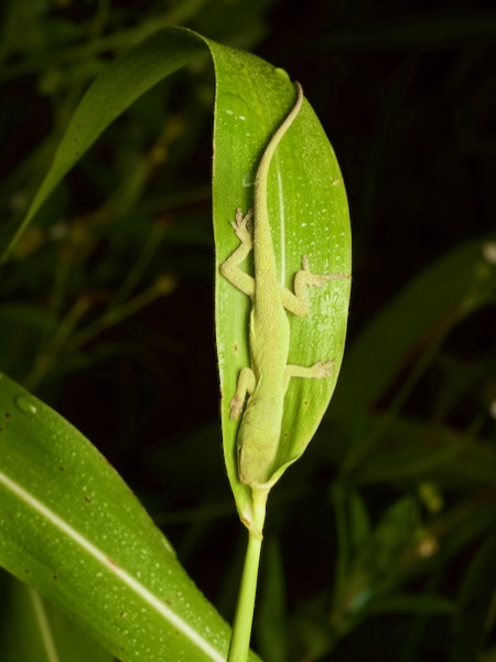 Green Anole (Anolis carolinensis)