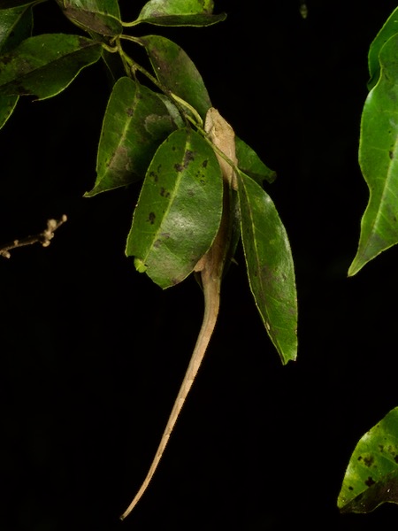 Cuban Brown Anole (Anolis sagrei sagrei)