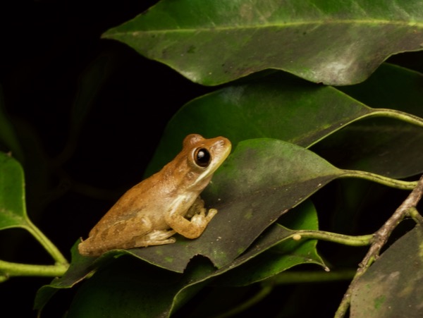 Cuban Treefrog (Osteopilus septentrionalis)