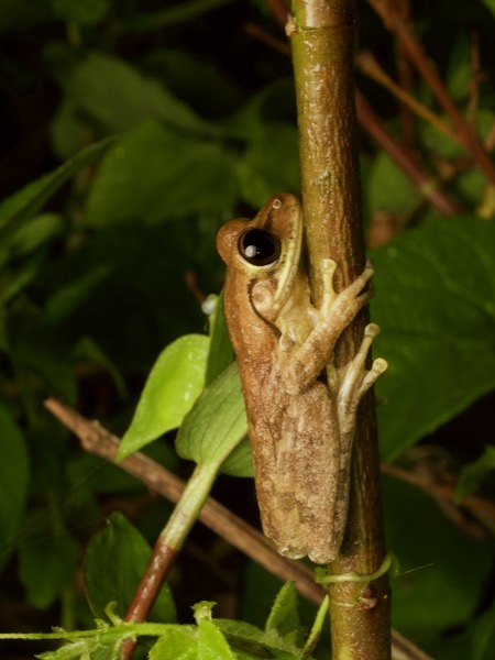 Cuban Treefrog (Osteopilus septentrionalis)