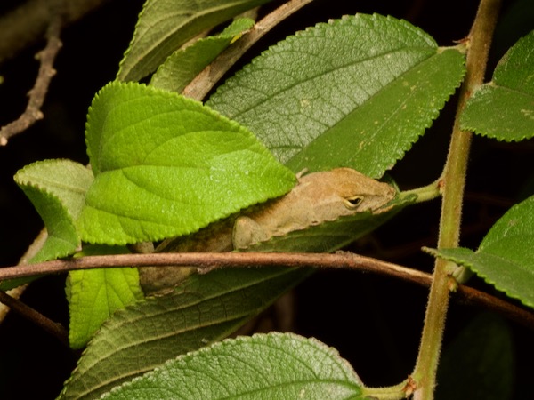 Cuban Brown Anole (Anolis sagrei sagrei)