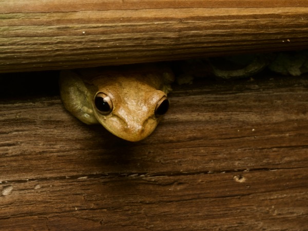 Cuban Treefrog (Osteopilus septentrionalis)