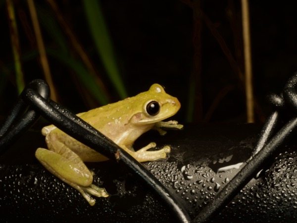 Cuban Treefrog (Osteopilus septentrionalis)