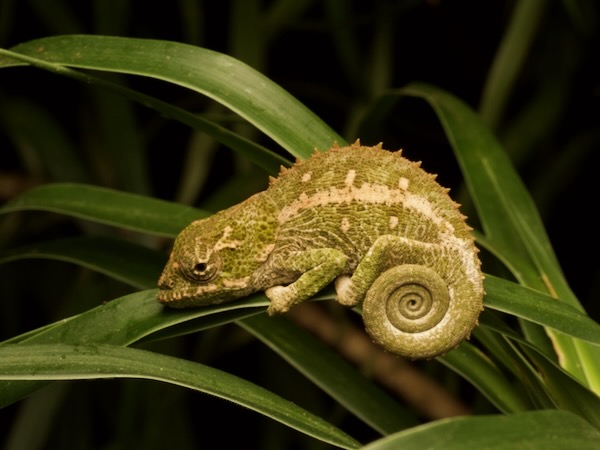 Cryptic Chameleon (Calumma crypticum)