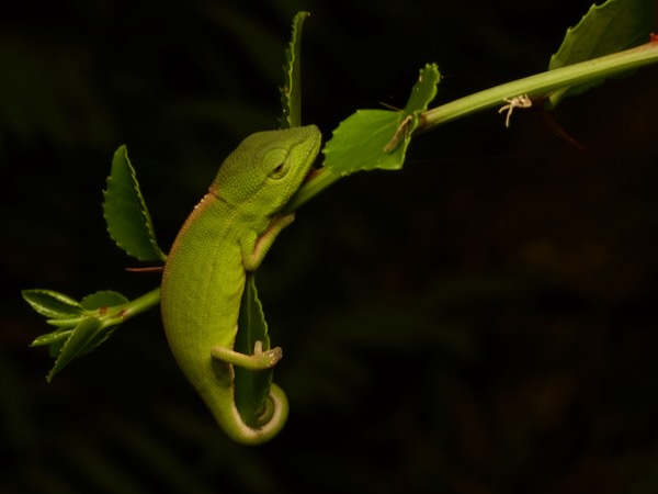 Perinet Chameleon (Calumma gastrotaenia)