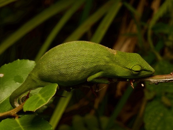 Perinet Chameleon (Calumma gastrotaenia)