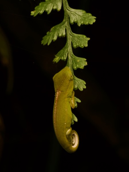 Perinet Chameleon (Calumma gastrotaenia)