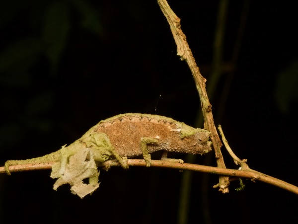 Domergue’s Leaf Chameleon (Brookesia thieli)