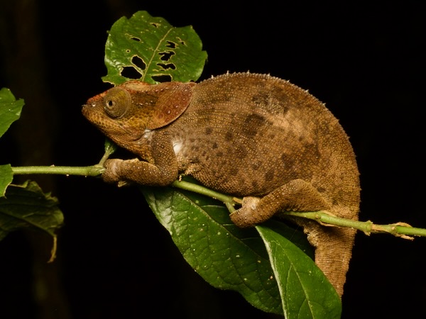 Cryptic Chameleon (Calumma crypticum)