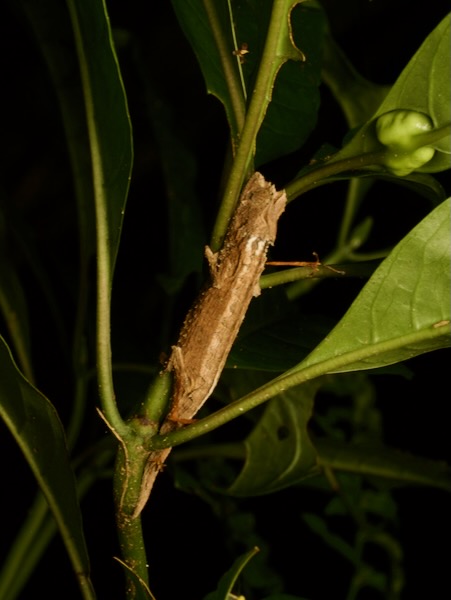 Domergue’s Leaf Chameleon (Brookesia thieli)