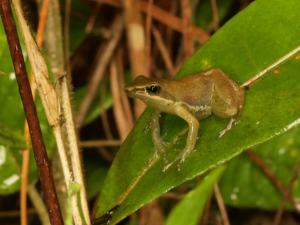 Moramanga Madagascar Frog (Blommersia blommersae)