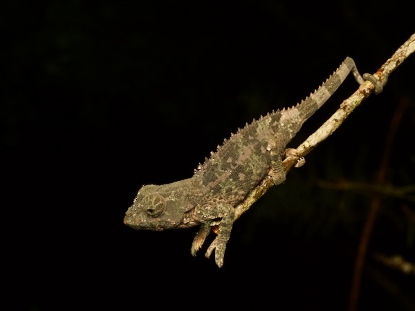 Cryptic Chameleon (Calumma crypticum)