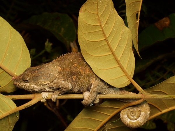 Cryptic Chameleon (Calumma crypticum)