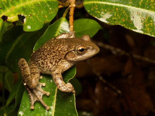 Goudot’s Bright-eyed Frog (Boophis goudotii)