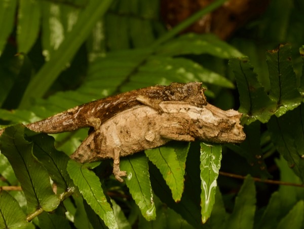 Domergue’s Leaf Chameleon (Brookesia thieli)