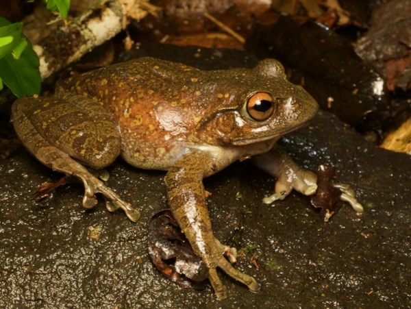 Goudot’s Bright-eyed Frog (Boophis goudotii)