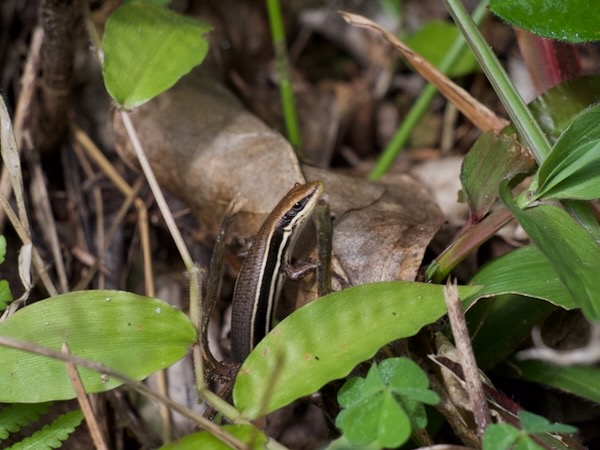 Gravenhorst’s Mabuya (Trachylepis gravenhorstii)