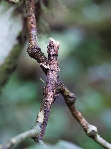 Domergue’s Leaf Chameleon (Brookesia thieli)