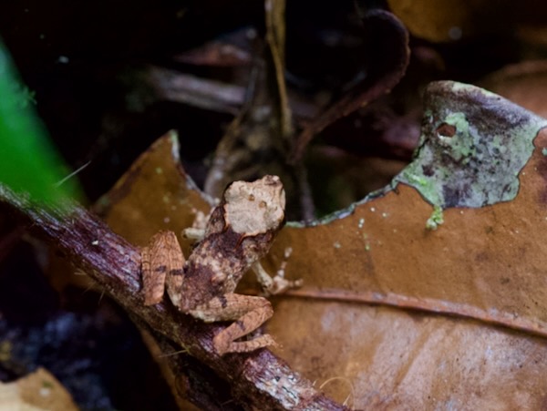 East Betsileo Grainy Frog (Gephyromantis asper)