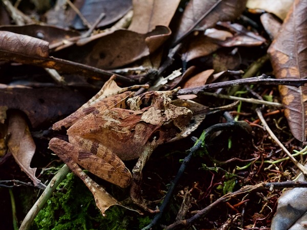 East Betsileo Grainy Frog (Gephyromantis asper)