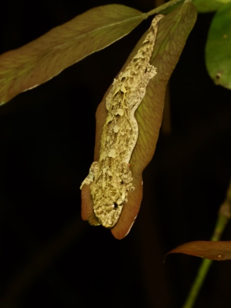 Gunther’s Dwarf Gecko (Lygodactylus miops)