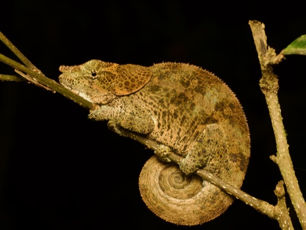 Cryptic Chameleon (Calumma crypticum)