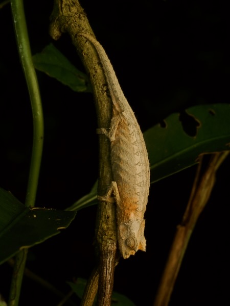 Domergue’s Leaf Chameleon (Brookesia thieli)