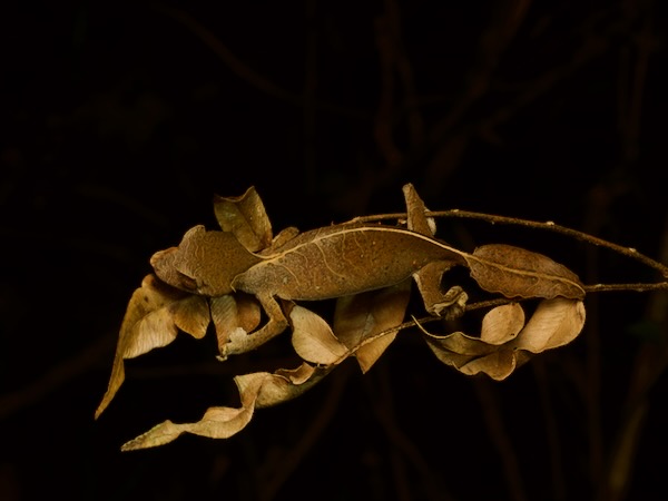 Satanic Leaf-tailed Gecko (Uroplatus phantasticus)