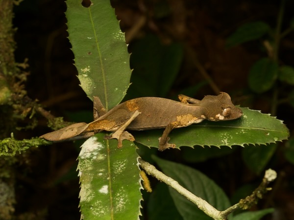 Satanic Leaf-tailed Gecko (Uroplatus phantasticus)