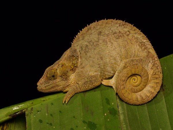 Short-horned Chameleon (Calumma brevicorne)