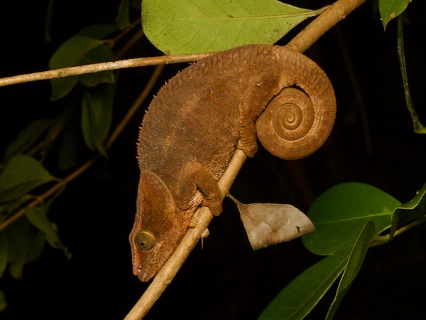 Short-horned Chameleon (Calumma brevicorne)