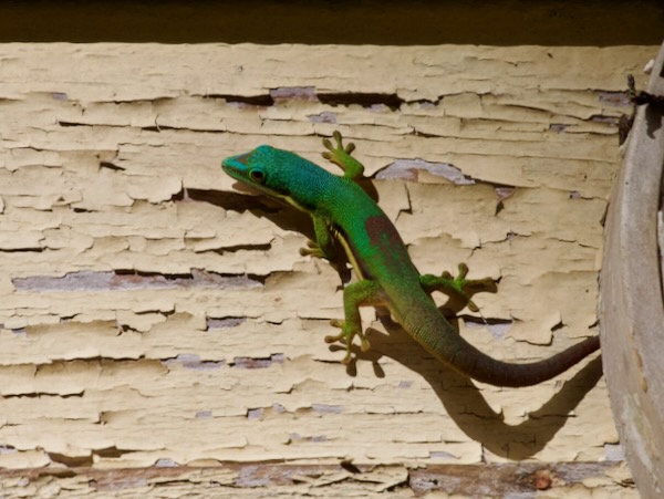 Lined Day Gecko (Phelsuma lineata lineata)