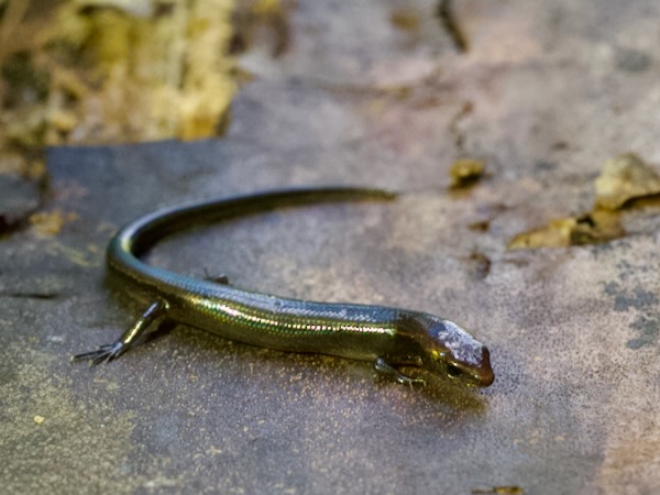 Dwarf Skink (Madascincus nanus)