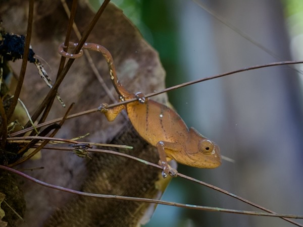 Parson’s Chameleon (Calumma parsonii cristifer)