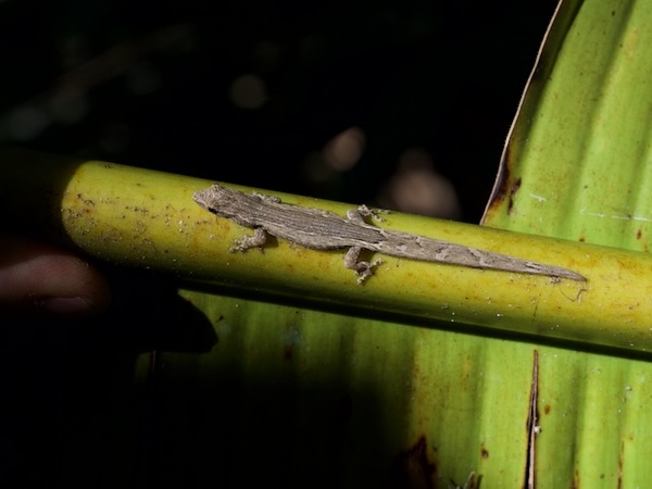 Tiny Dwarf Gecko (Lygodactylus bivittis)