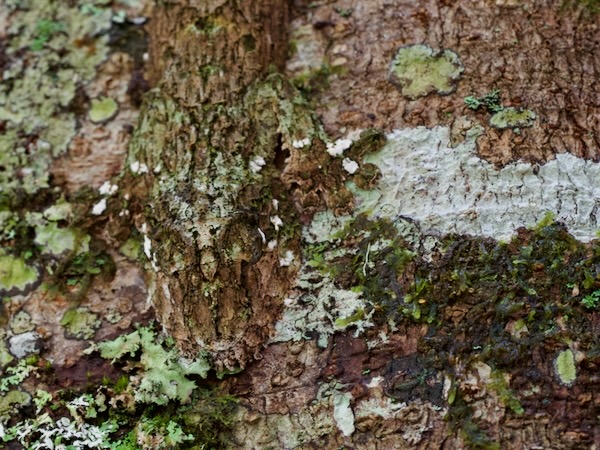 Mossy Leaf-tailed Gecko (Uroplatus sikorae)