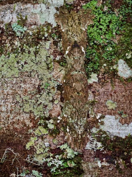 Mossy Leaf-tailed Gecko (Uroplatus sikorae)