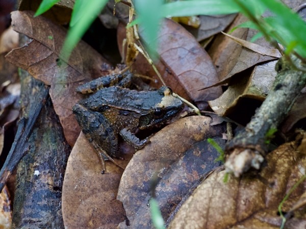 unidentified species (Mantidactylus betsileanus/katae)