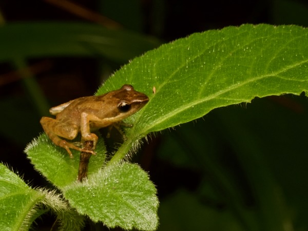 Moramanga Madagascar Frog (Blommersia blommersae)