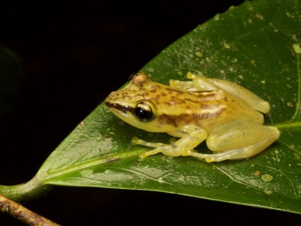 no known English name (Guibemantis flavobrunneus)