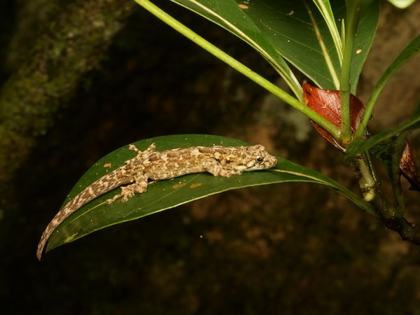 Gunther’s Dwarf Gecko (Lygodactylus miops)