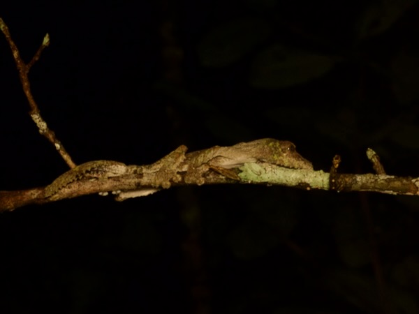 Mossy Leaf-tailed Gecko (Uroplatus sikorae)