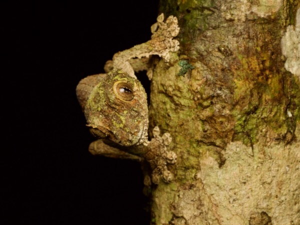 Mossy Leaf-tailed Gecko (Uroplatus sikorae)