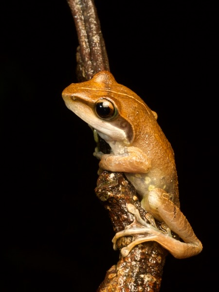 no known English name (Guibemantis tornieri)