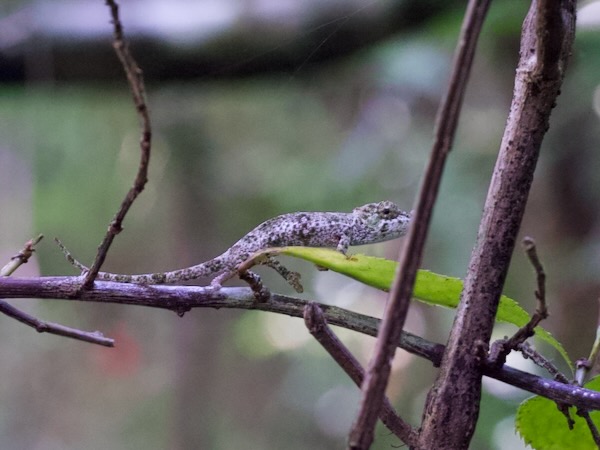 Angozongahy Nosed Chameleon (Calumma emelinae)