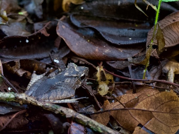 White Madagascar Frog (Gephyromantis luteus)