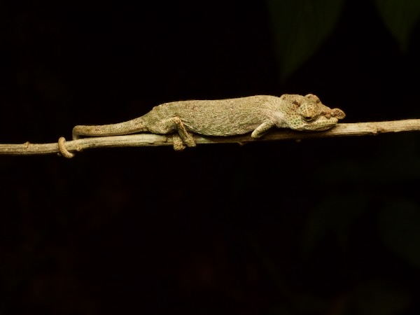 undescribed species (Calumma cf. radamanus)