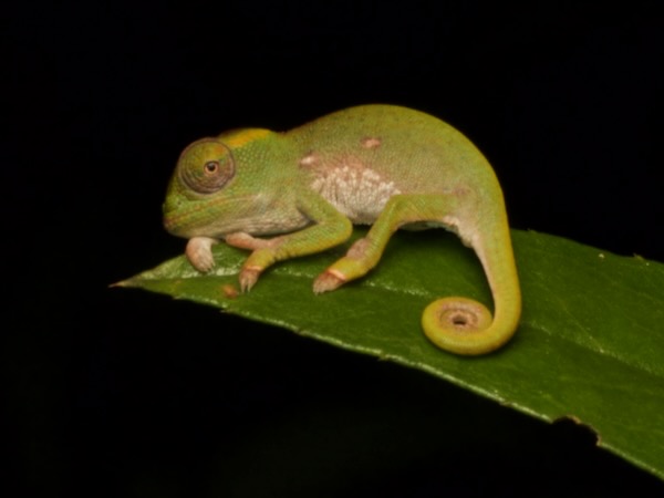 Canopy Chameleon (Furcifer willsii)