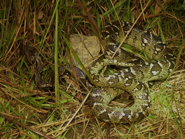 Madagascar Tree Boa (Sanzinia madagascariensis)